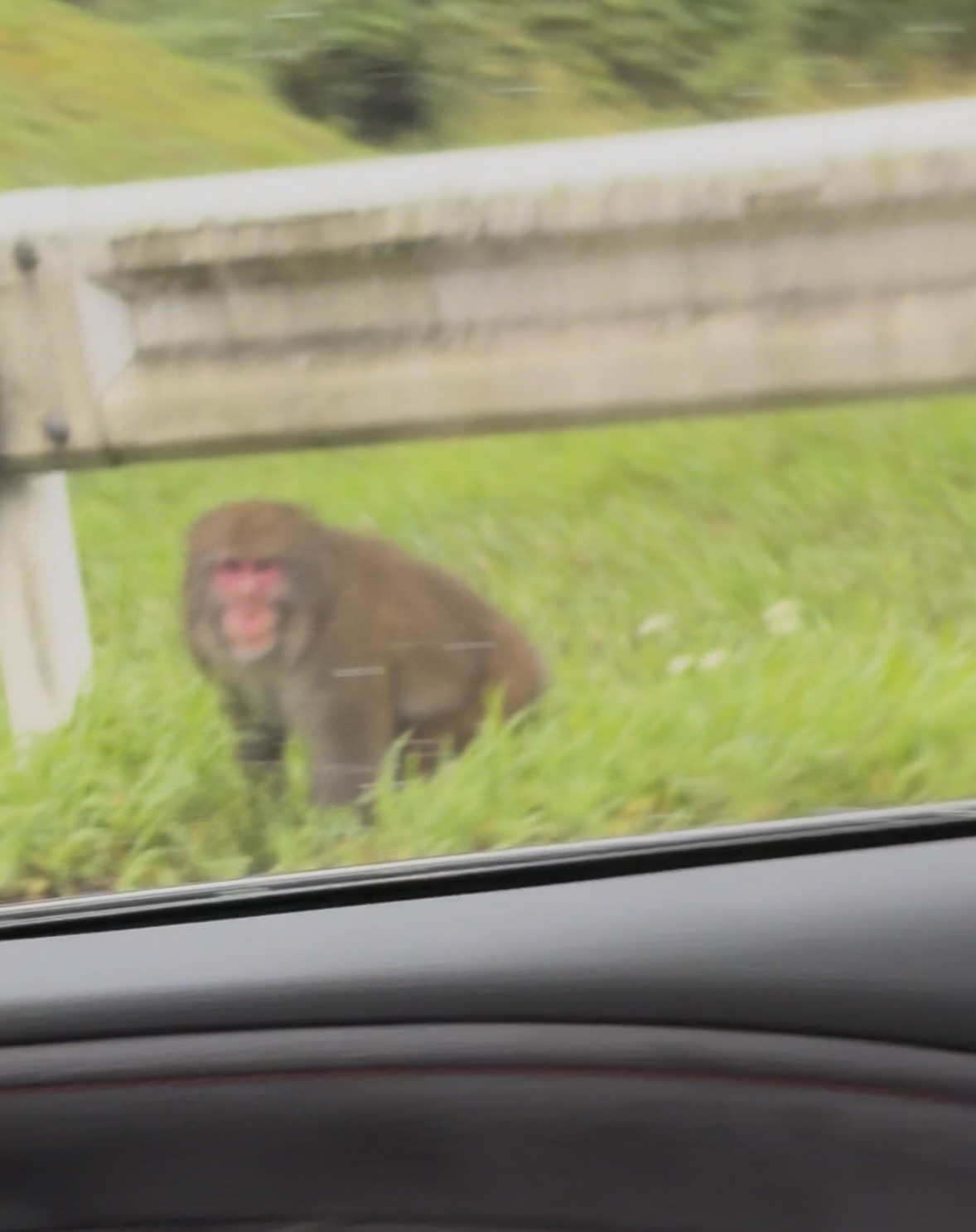 三峯神社からの帰り道に車内から撮影した野生の猿